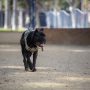 Official Dog Parks vs. Repurposed: Where’s the best in Long Beach?