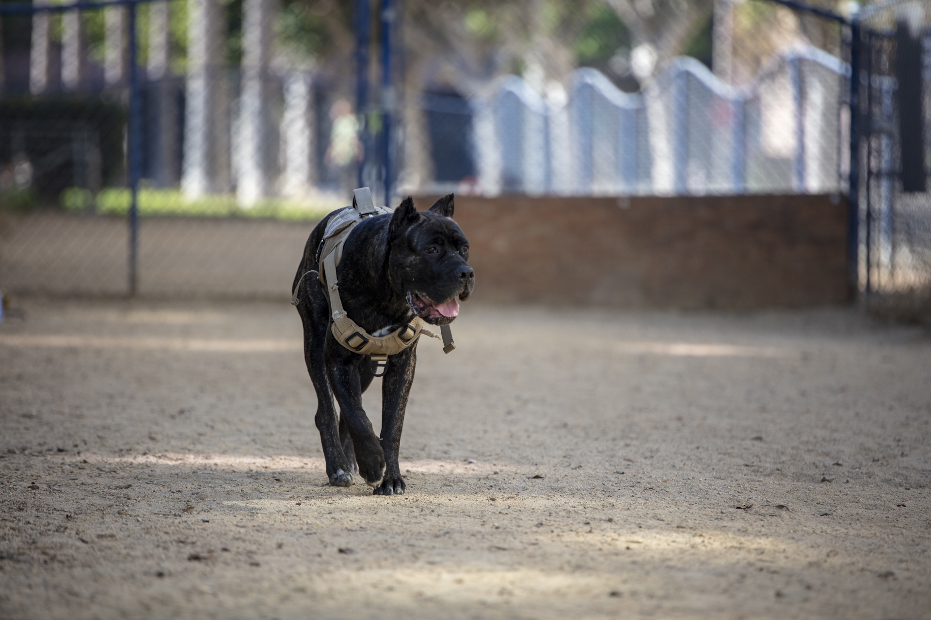 Official Dog Parks vs. Repurposed: Where’s the best in Long Beach?