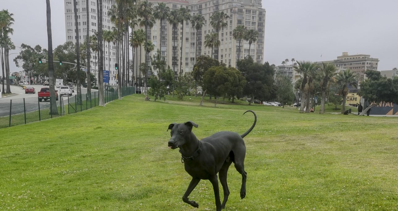 My Favorite Place to Run in Downtown Long Beach