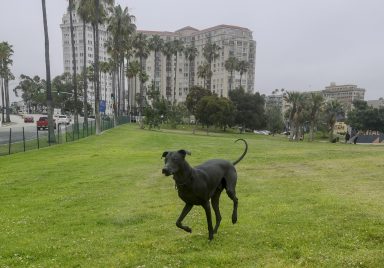 My Favorite Place to Run in Downtown Long Beach