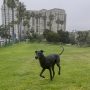 My Favorite Place to Run in Downtown Long Beach