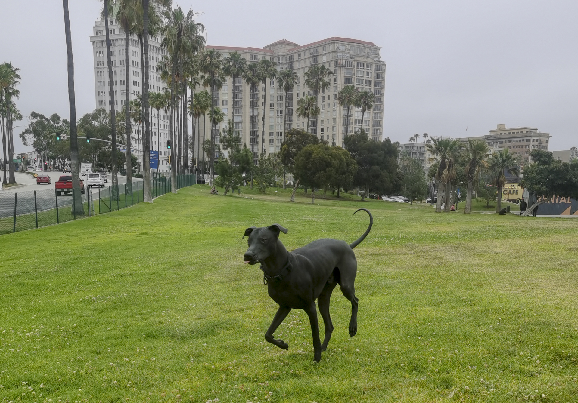 My Favorite Place to Run in Downtown Long Beach